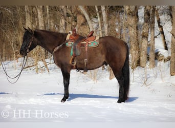 American Quarter Horse, Castrone, 4 Anni, 160 cm, Grullo