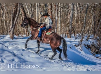 American Quarter Horse, Castrone, 4 Anni, 160 cm, Grullo