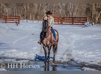 American Quarter Horse, Castrone, 4 Anni, 160 cm, Grullo