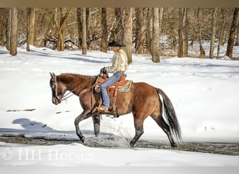 American Quarter Horse, Castrone, 4 Anni, 160 cm, Grullo