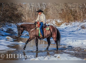 American Quarter Horse, Castrone, 4 Anni, 160 cm, Grullo