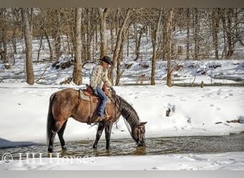 American Quarter Horse, Castrone, 4 Anni, 160 cm, Grullo