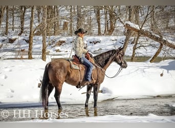 American Quarter Horse, Castrone, 4 Anni, 160 cm, Grullo