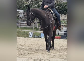 American Quarter Horse, Castrone, 4 Anni, 160 cm, Morello