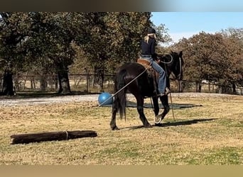 American Quarter Horse, Castrone, 4 Anni, 160 cm, Morello