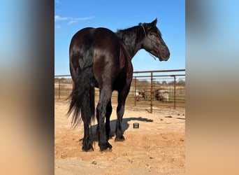 American Quarter Horse, Castrone, 4 Anni, 160 cm, Morello