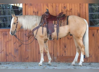 American Quarter Horse, Castrone, 4 Anni, 160 cm, Palomino