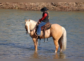 American Quarter Horse, Castrone, 4 Anni, 160 cm, Palomino