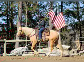 American Quarter Horse, Castrone, 4 Anni, 160 cm, Palomino