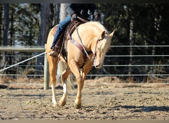 American Quarter Horse, Castrone, 4 Anni, 160 cm, Palomino