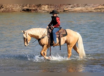 American Quarter Horse, Castrone, 4 Anni, 160 cm, Palomino