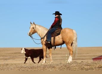 American Quarter Horse, Castrone, 4 Anni, 160 cm, Palomino