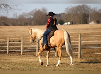 American Quarter Horse, Castrone, 4 Anni, 160 cm, Palomino