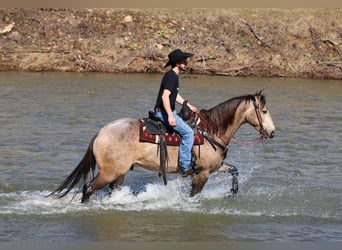 American Quarter Horse, Castrone, 4 Anni, 160 cm, Pelle di daino