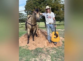 American Quarter Horse, Castrone, 4 Anni, 160 cm, Pelle di daino