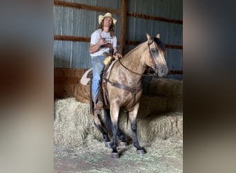 American Quarter Horse, Castrone, 4 Anni, 160 cm, Pelle di daino