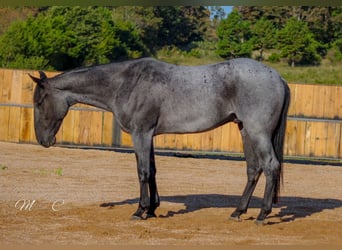 American Quarter Horse, Castrone, 4 Anni, 160 cm, Roano blu