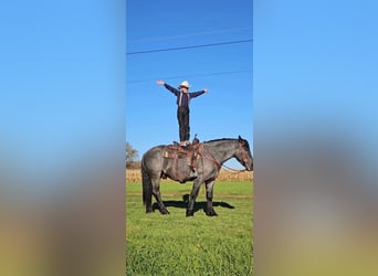 American Quarter Horse Mix, Castrone, 4 Anni, 160 cm, Roano blu