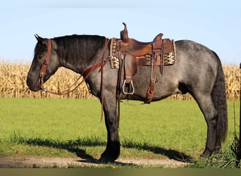 American Quarter Horse Mix, Castrone, 4 Anni, 160 cm, Roano blu