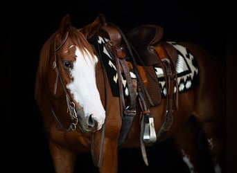 American Quarter Horse, Castrone, 4 Anni, 160 cm, Sauro ciliegia