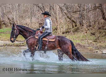 American Quarter Horse, Castrone, 4 Anni, 163 cm, Baio ciliegia