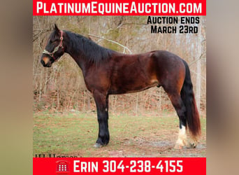 American Quarter Horse, Castrone, 4 Anni, 163 cm, Baio ciliegia