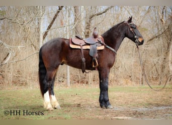 American Quarter Horse, Castrone, 4 Anni, 163 cm, Baio ciliegia