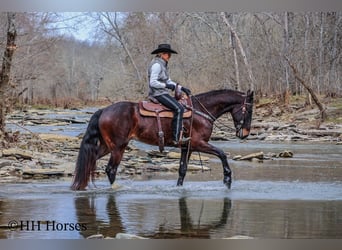 American Quarter Horse, Castrone, 4 Anni, 163 cm, Baio ciliegia