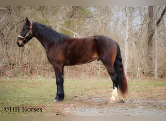 American Quarter Horse, Castrone, 4 Anni, 163 cm, Baio ciliegia