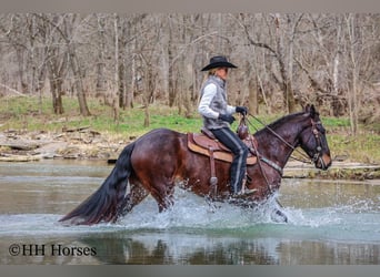 American Quarter Horse, Castrone, 4 Anni, 163 cm, Baio ciliegia