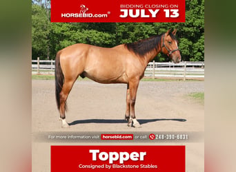 American Quarter Horse, Castrone, 4 Anni, 163 cm, Falbo