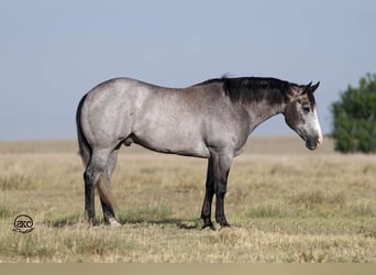 American Quarter Horse, Castrone, 4 Anni, 163 cm, Grigio