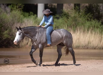 American Quarter Horse, Castrone, 4 Anni, 163 cm, Grigio