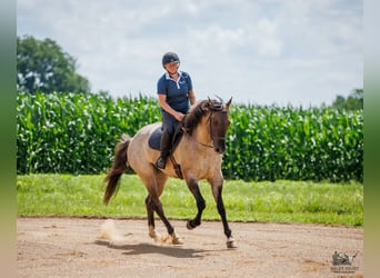 American Quarter Horse, Castrone, 4 Anni, 163 cm, Grullo