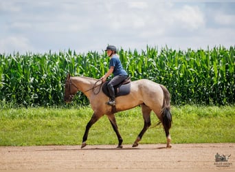 American Quarter Horse, Castrone, 4 Anni, 163 cm, Grullo