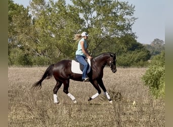 American Quarter Horse, Castrone, 4 Anni, 163 cm, Morello