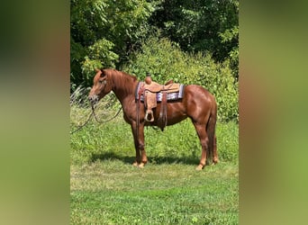 American Quarter Horse, Castrone, 4 Anni, 163 cm, Sauro scuro