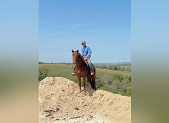 American Quarter Horse, Castrone, 4 Anni, 163 cm, Sauro scuro