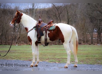 American Quarter Horse, Castrone, 4 Anni, 163 cm, Tobiano-tutti i colori