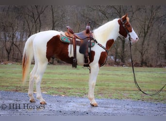 American Quarter Horse, Castrone, 4 Anni, 163 cm, Tobiano-tutti i colori