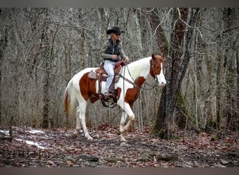 American Quarter Horse, Castrone, 4 Anni, 163 cm, Tobiano-tutti i colori