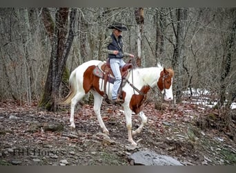 American Quarter Horse, Castrone, 4 Anni, 163 cm, Tobiano-tutti i colori