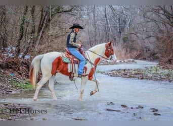 American Quarter Horse, Castrone, 4 Anni, 163 cm, Tobiano-tutti i colori