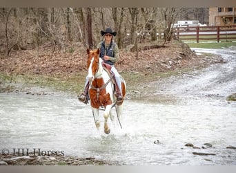 American Quarter Horse, Castrone, 4 Anni, 163 cm, Tobiano-tutti i colori