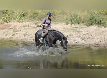 American Quarter Horse, Castrone, 4 Anni, 165 cm, Grigio