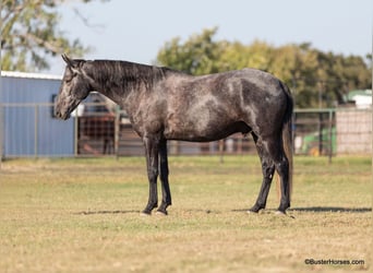 American Quarter Horse, Castrone, 4 Anni, 165 cm, Grigio