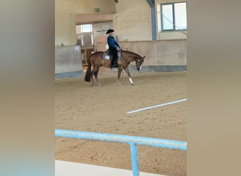 American Quarter Horse, Castrone, 4 Anni, 165 cm, Sauro