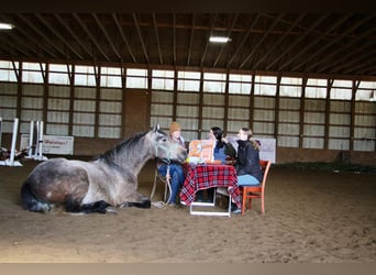 American Quarter Horse, Castrone, 4 Anni, 168 cm, Grigio rossastro