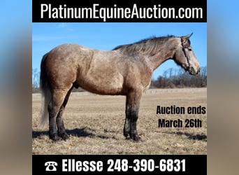American Quarter Horse, Castrone, 4 Anni, 168 cm, Grigio rossastro