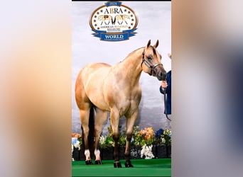 American Quarter Horse, Castrone, 4 Anni, 170 cm, Pelle di daino